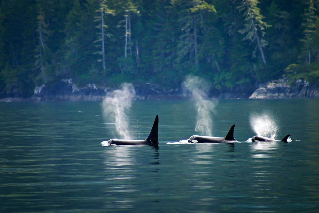 Orcas in Strait of Georgia, Vancouver, Canada