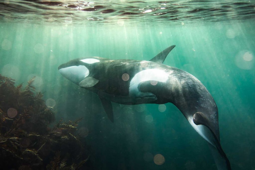 Orca in Auckland, New Zealand