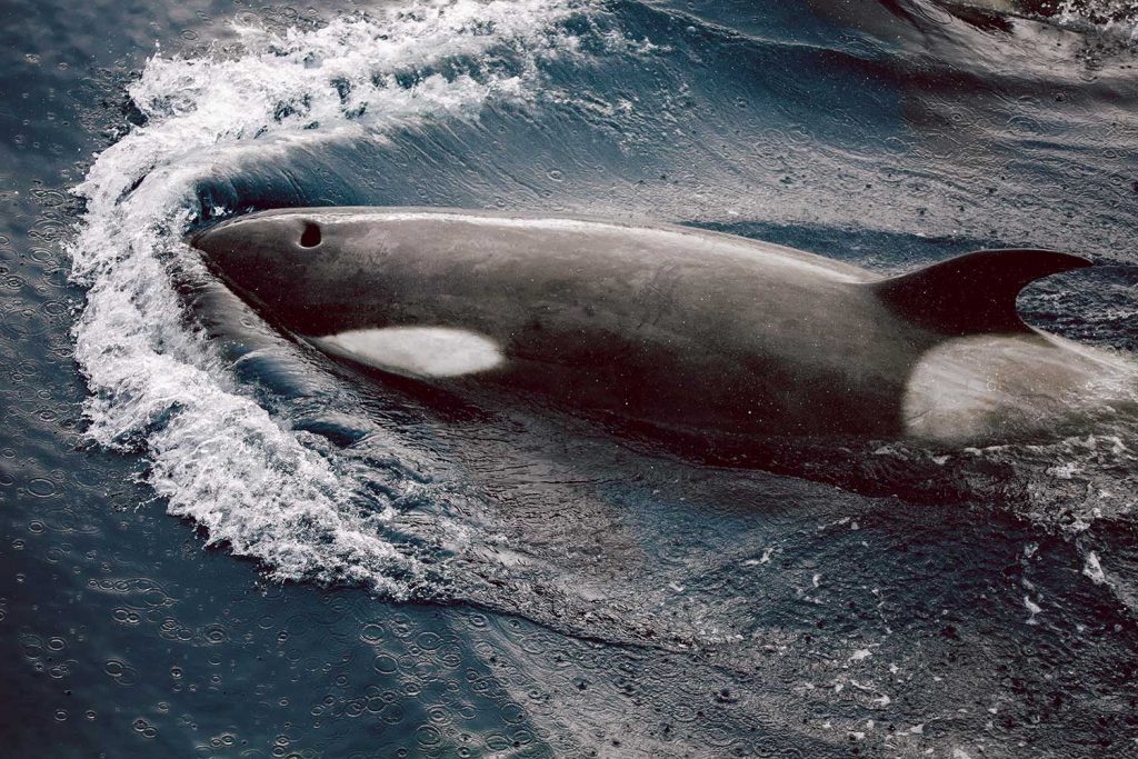 Orca in Antarctica