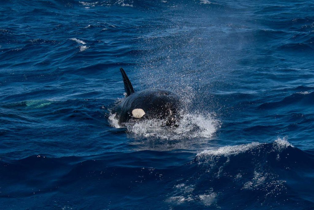 Orca in Bremer Bay, Western Australia