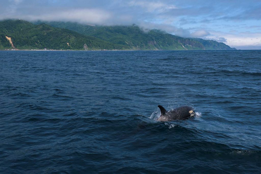 Orca in Shiretoko Peninsula, Hokkaido, Japan
