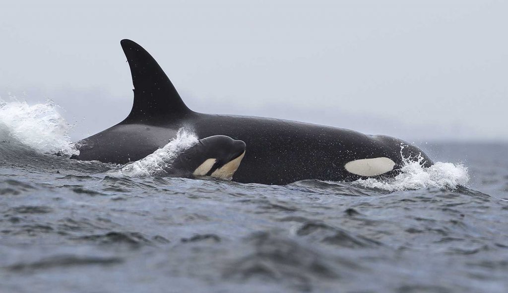Orca in Monterey Bay, California, USA