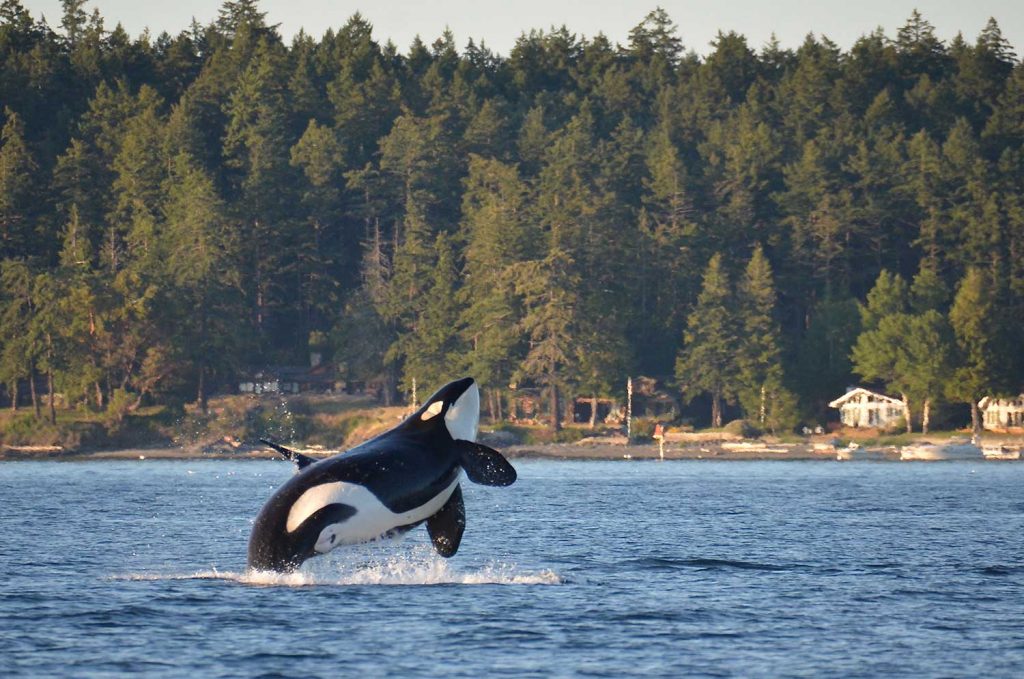 Orca in San Juan Island, Washington, USA