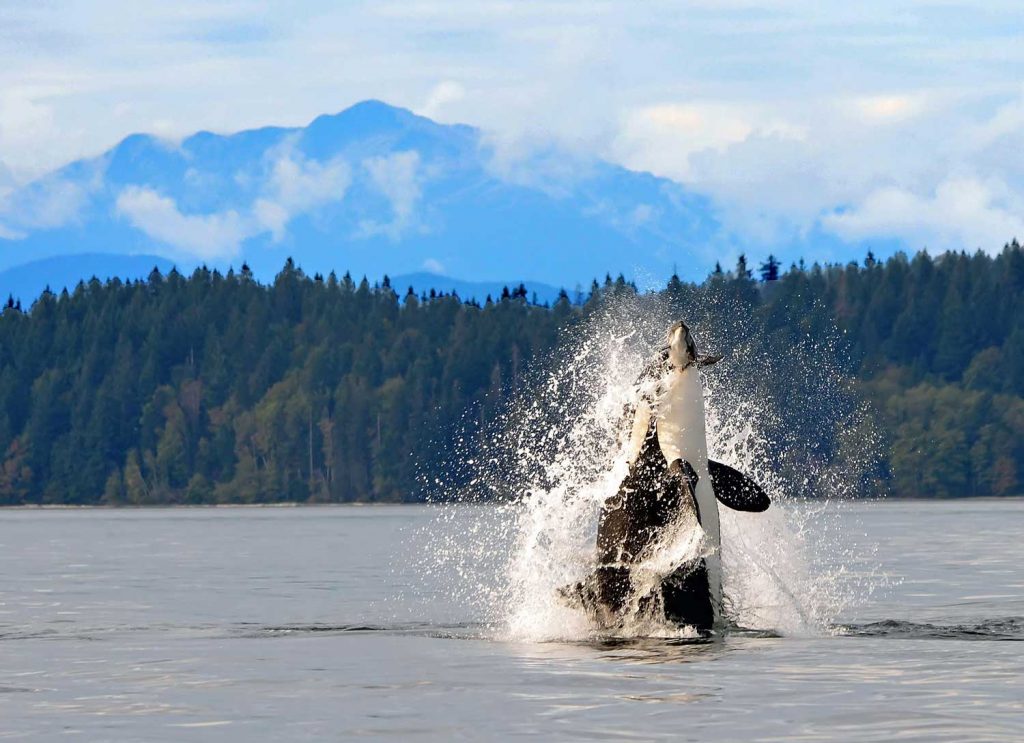 Orca in British Colombia, Canada
