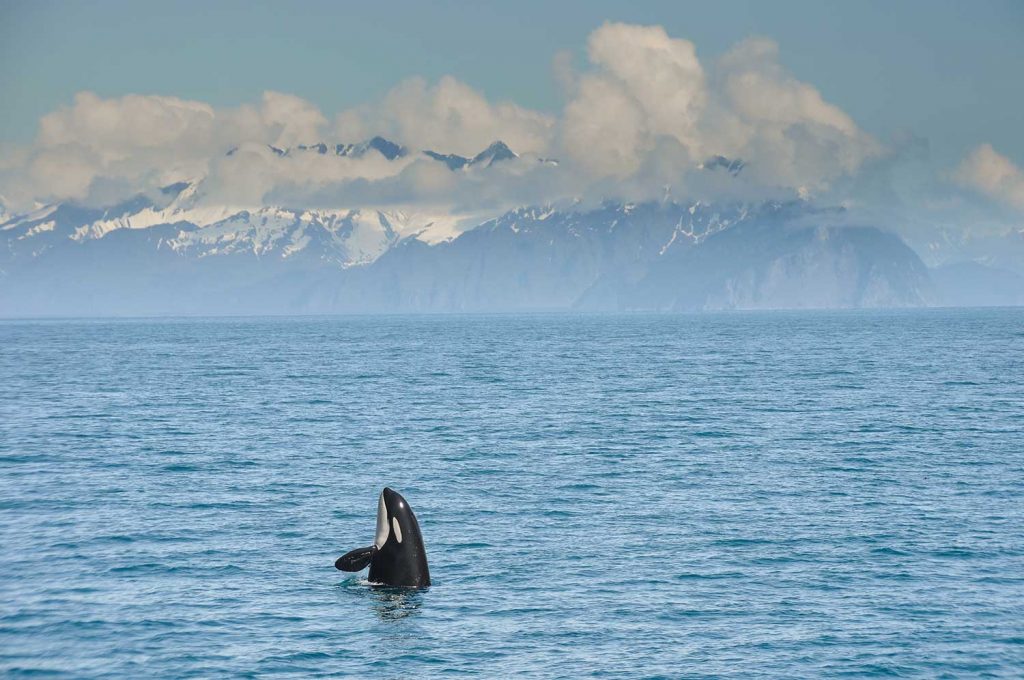 Orca in Resurrection Bay, Alaska, USA 