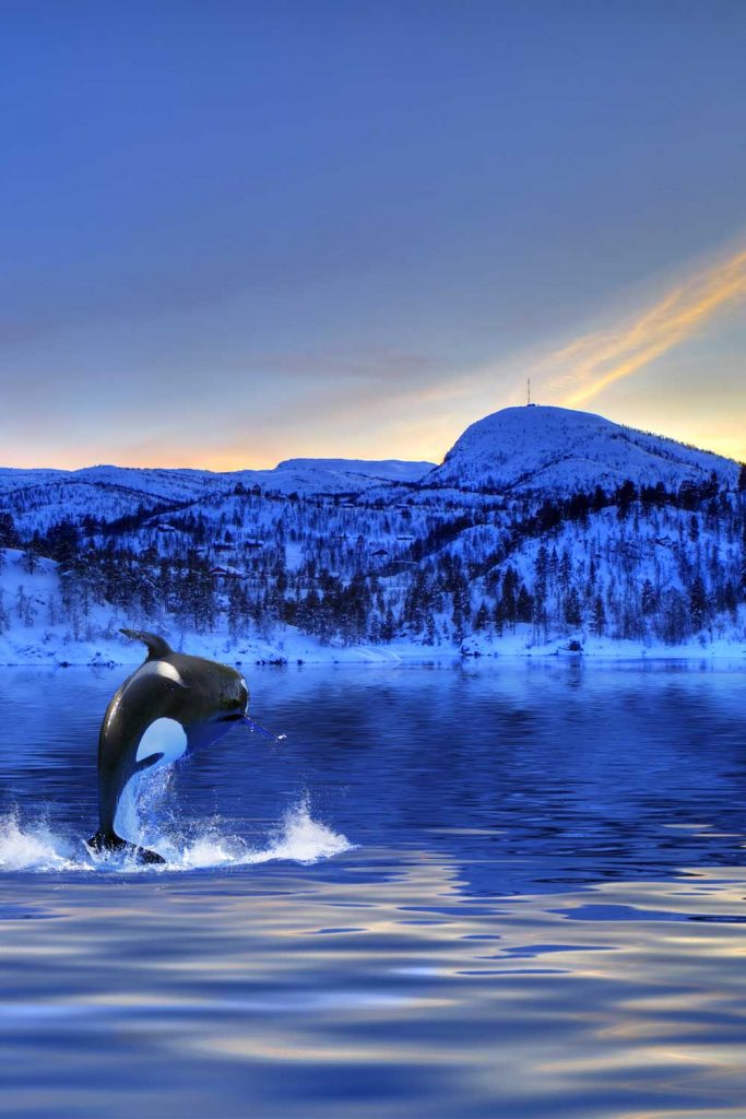 Orca in Andenes, Norway