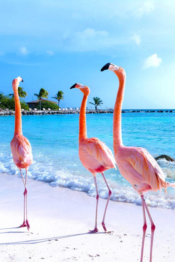 Paradise island: Aruba