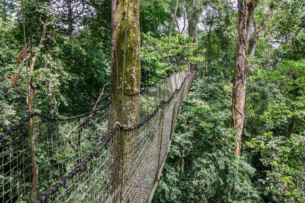 canopy walk nigerian rainforest