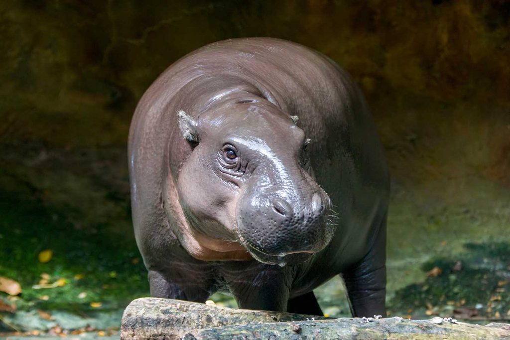 west african hippo