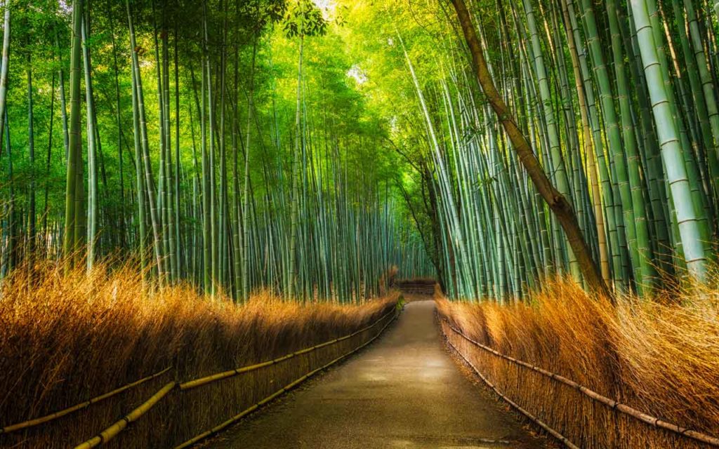 The Arashiyama Bamboo Grove of Kyoto, Japan