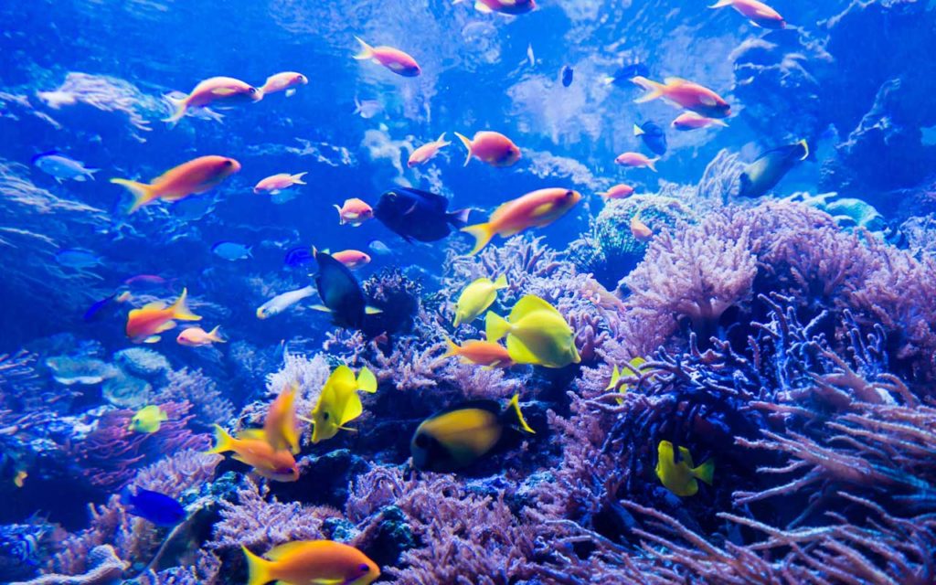 Great Barrier Reef, Australia, underwater sea life