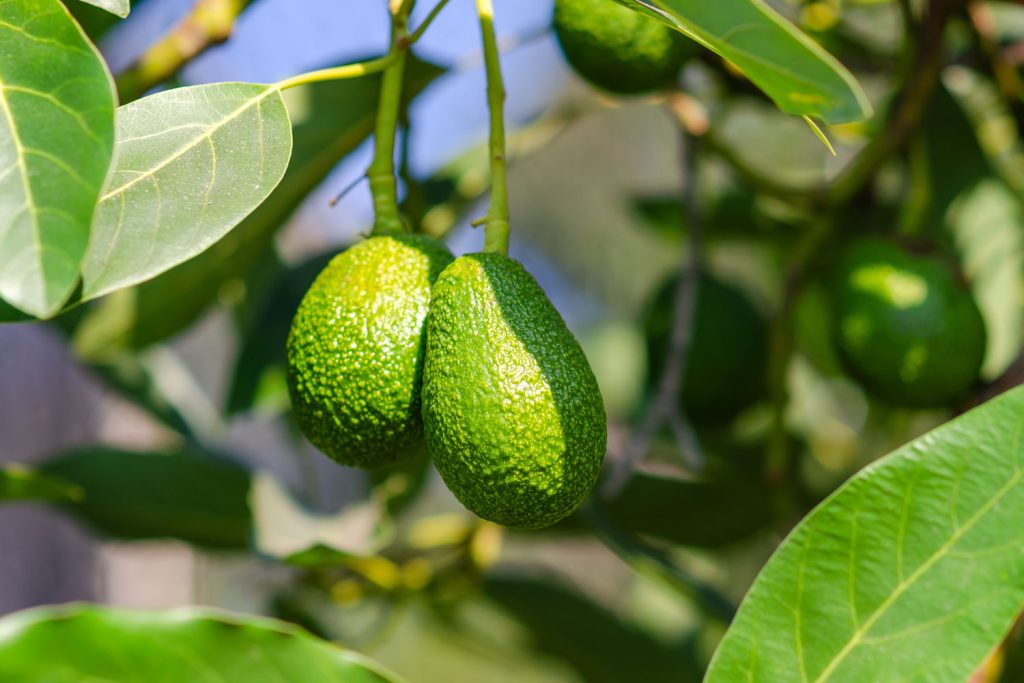 Avocados growing on the tree