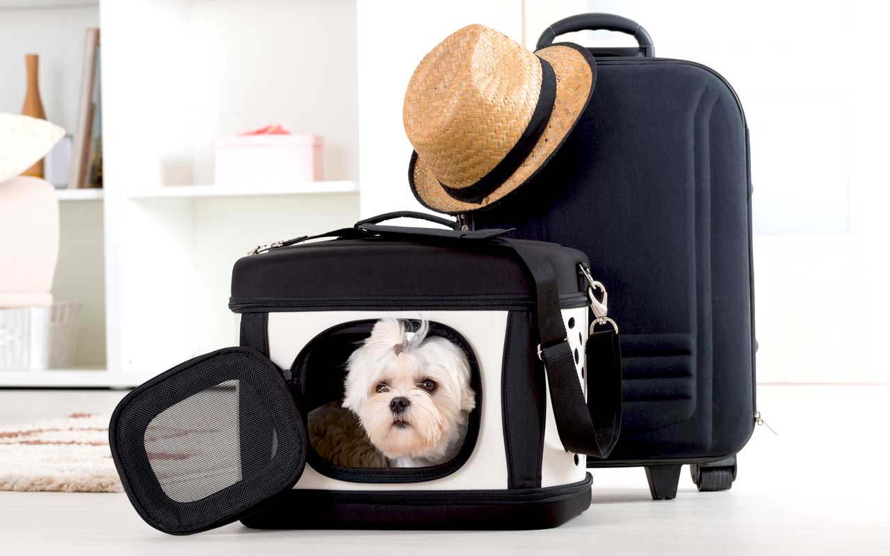 pet travel accessories carrier