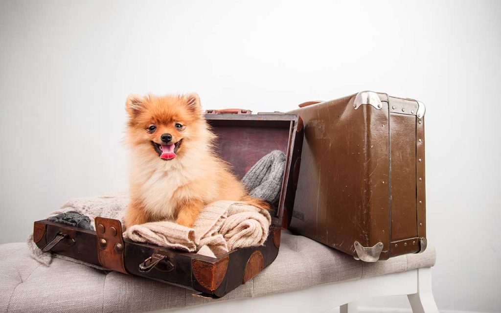 pet travel accessories cute dog