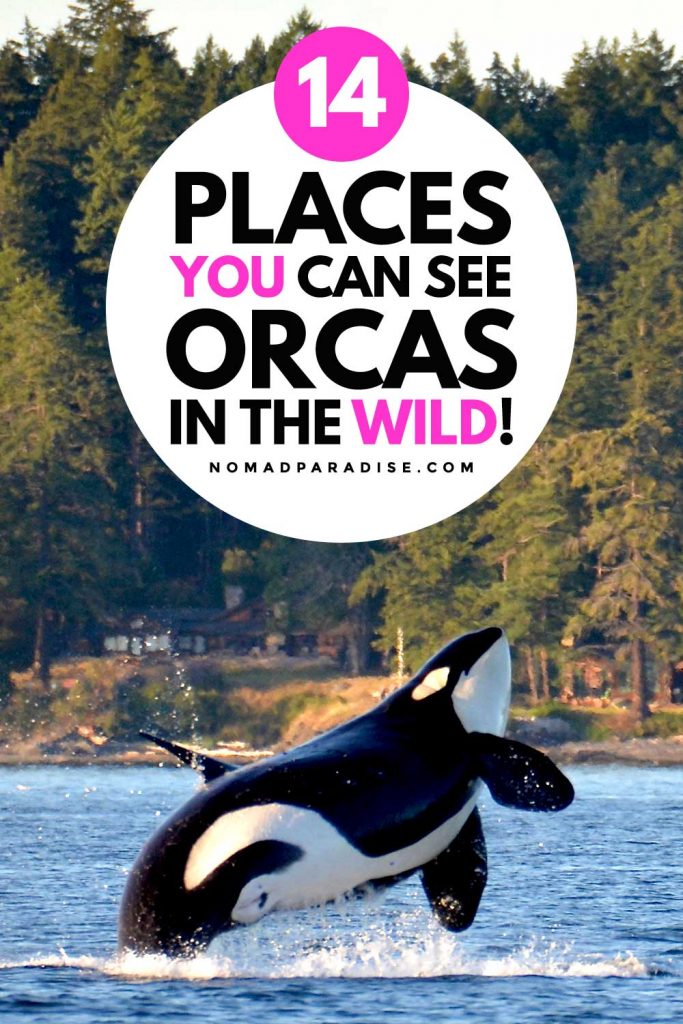 14 best places to see orcas in the wild - Nomad Paradise