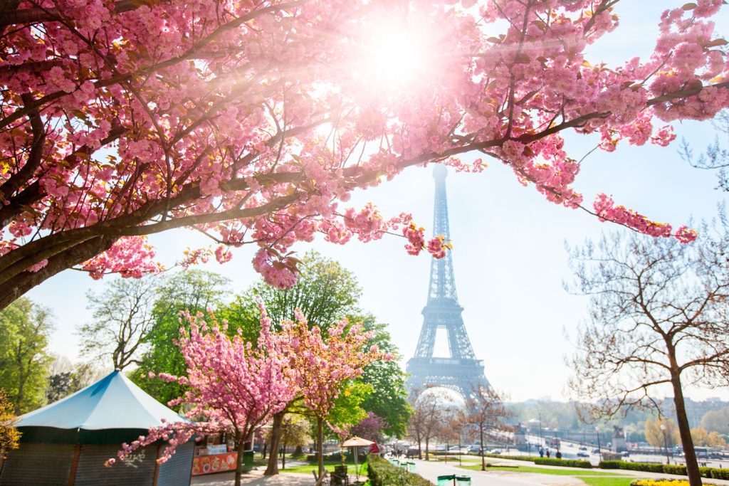 A romantic picture of Eiffel tower and blooming cherry trees in the front of the tower.
