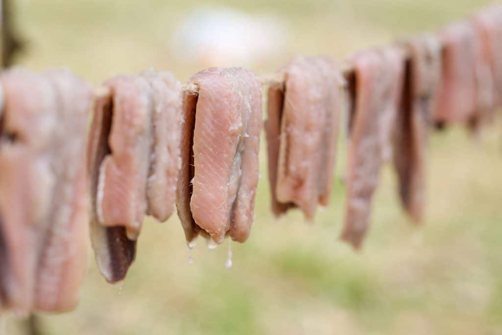 Swedish Food: Surströmming – Sour Herring