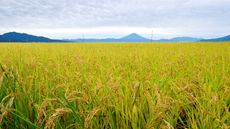 A picture of a successful crop of corn.